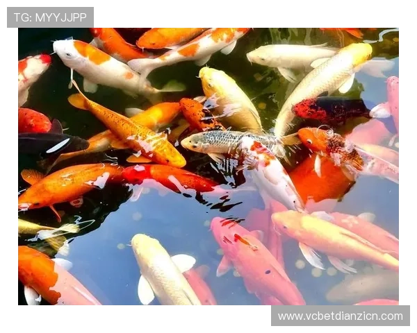 三鲤聚财玩法全攻略：让你在游戏中轻松实现财运旺盛的秘诀